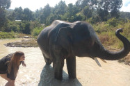 Elephant Family Sanctuary 5