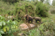 Elephant Green Park 1