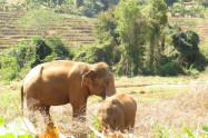 Elephant Green Park 12