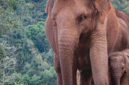 Elephant Jungle Paradise Park 1
