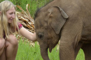 Elephant Jungle Paradise Park 2 Scaled