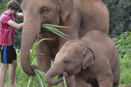 Elephant Jungle Paradise Park 4 Scaled