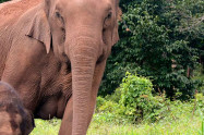 Elephant Jungle Paradise Park 5