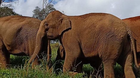 Elephant Jungle Paradise Park