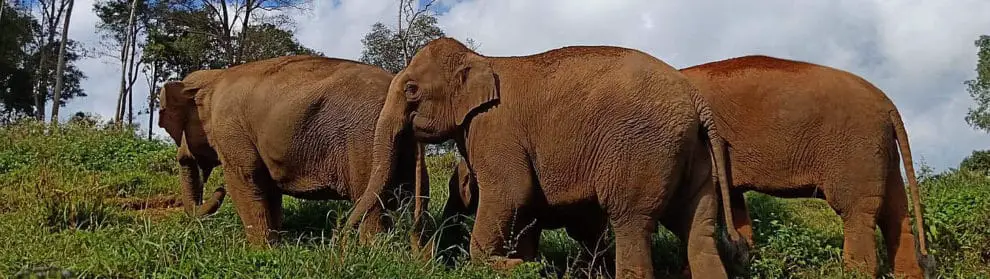 Elephant Jungle Paradise Park