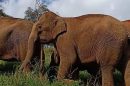 Elephant Jungle Paradise Park 7 E1575009120251