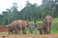 Elephant Jungle Paradise Park 8