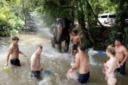 Elephant Rescue National Park 10
