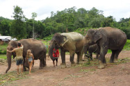 Elephant Rescue National Park 11 1 Scaled