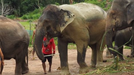 Elephant Rescue National Park