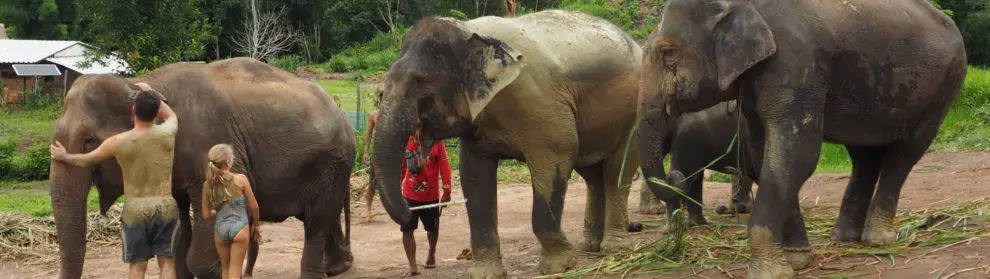 Elephant Rescue National Park