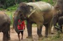 Elephant Rescue National Park 11 Scaled E1575078660427