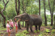 Elephant Rescue National Park 12