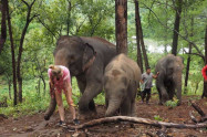Elephant Rescue National Park 2