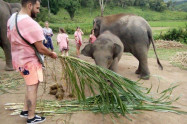 Elephant Rescue National Park 7