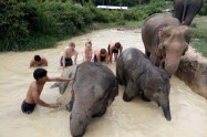 Elephant Rescue National Park 9