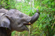 Elephant Retirement Park 10