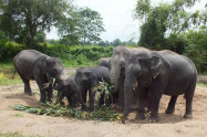 Elephant Retirement Park 9
