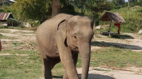 Elephant Retirement Park