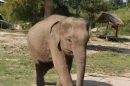 Elephant Retirement Park E1575011654230