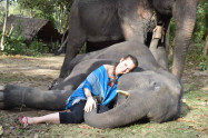 Elephants At Home 1 Scaled