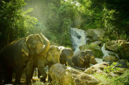 Elephants At Home 10 1
