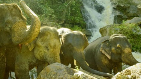 Elephants At Home