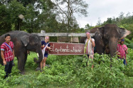 Elephants At Home 2 Scaled