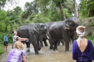 Elephants At Home 6
