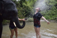 Elephants At Home 7