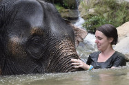 Elephants At Home 9