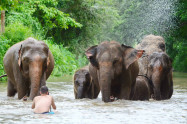 Happy Elephant Care 2 Scaled