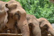 Happy Elephant Care 3 Scaled