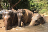 Happy Elephant Care 4