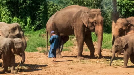 Happy Elephant Care