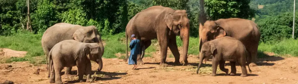 Happy Elephant Care