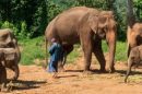 Happy Elephant Care 5 1 E1575005358247