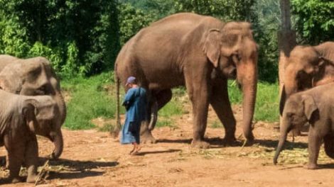 Happy Elephant Care 5 1 E1575005358247