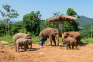 Happy Elephant Care 5