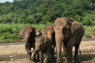 Happy Elephant Care 6