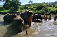 Happy Elephant Care 7