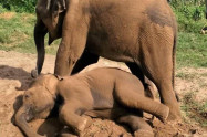 Happy Elephant Care 8