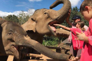 Happy Elephant Care 9
