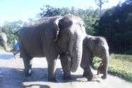 Into The Wild Elephant Camp 10