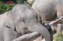 Into The Wild Elephant Camp 12 E1575013110886