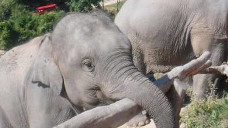 Into The Wild Elephant Camp 12 E1575013110886