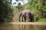 Into The Wild Elephant Camp 3