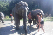 Into The Wild Elephant Camp 5
