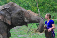 Karen Tribe Native Elephants 2