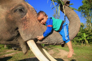 Karen Tribe Native Elephants 4